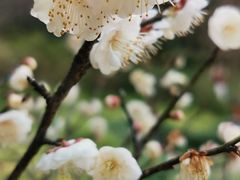 -杭州植物园