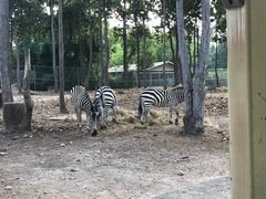 -清迈夜间动物园