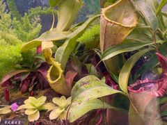 -中国科学院西双版纳热带植物园