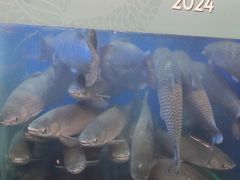-淘米捞·米汤脆鲩鱼火锅(福田皇岗店)