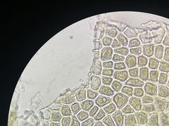 -佳雯宠物医院(金华南路分院)