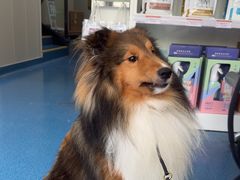 -创凡宠物医院·骨专科  猫科中心(西乡分院)