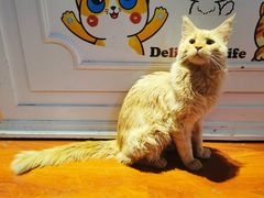 -猫小院猫主题咖啡厅(北锣店)
