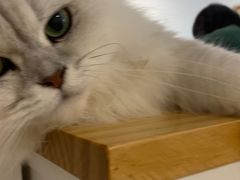 -李小姐の猫咖啡馆(五角场店)
