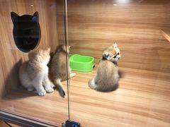 -猫十亿·布偶金渐层·曼基康矮脚猫舍(青年路店)