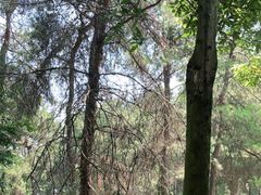 -铁山坪森林公园