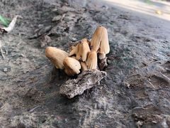 -草根堂农场