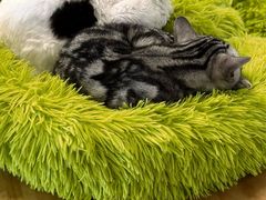 -有喵·猫咖·狗咖·30几只猫10只小狗(岗厦店)