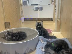 -屋虎猫馆(宝安大仟里店)