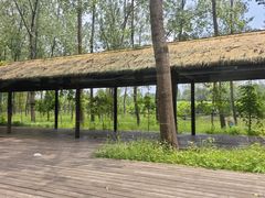 -合肥滨湖国家森林公园