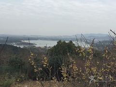 -香雪海