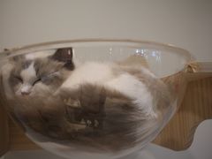 -momokira米努特·德文卷毛猫·棉花面纱犬