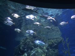 -暹罗海洋世界