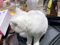 -糯米喵星人总部直营旗舰店·猫舍·幼猫出售