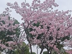 -顾村公园