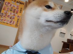 -南京Hallo宠物乐园·哈罗犬舍·柴犬繁育基地
