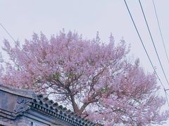 -奶油日报Journal de creme