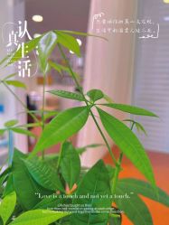 -开运眉半永久纹眉野生眉