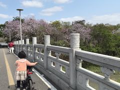 -广东花都湖国家湿地公园
