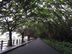 -大湾区中央湿地公园