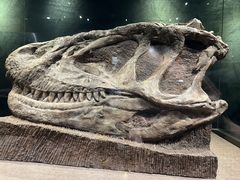 -自贡恐龙博物馆