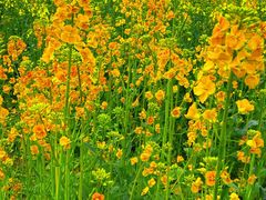 -三圣花乡旅游区