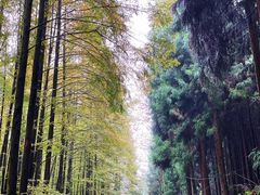 -山王坪喀斯特国家生态公园