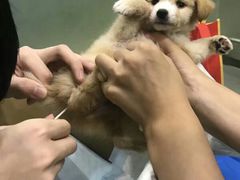 -宠颐生维康宠物医院(金丰店)