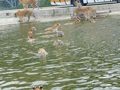 -横道河子东北虎林园