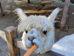 -北京鹿世界主题园