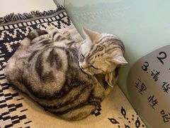 -平行世界·猫咖(首经贸店)
