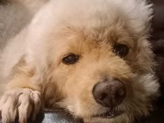 -佳雯宠物医院·皮肤科·内外科(春晓路分院)