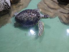 -重庆欢乐海底世界