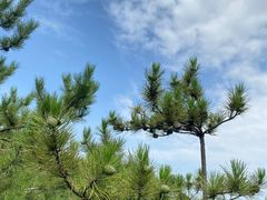 -五龙城郊森林公园