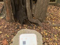 -上海佘山国家森林公园天马山园