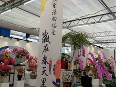-荷兰花海