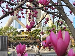 -东方明珠广播电视塔