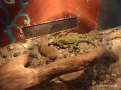 -上海大自然野生昆虫馆