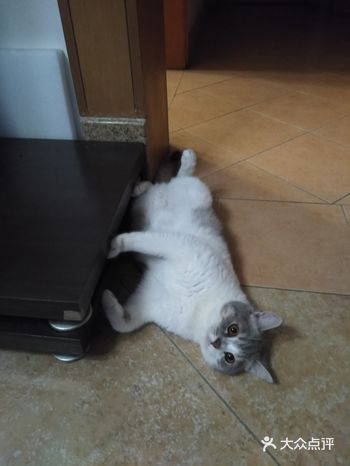 儿子收养的猫，我不知道它什么品种，应该是杂交的