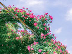 -广富林郊野公园