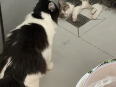 -宠颐生猫科·内科皮肤科(西平世纪城店)