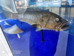 -上海海洋大学鱼文化博物馆(军工路校区)