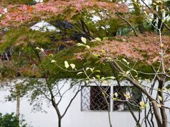 -上海醉白池公园