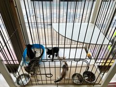 -瑞鹏宠物医院·骨科·猫科·内科(第一中心)