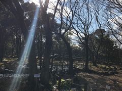 -汉拿树木园