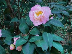 -深圳国际园林花卉博览园