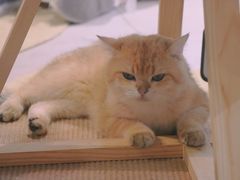 -Heymao猫咖.咖啡厅(东门店)