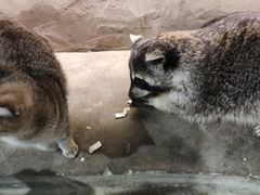 -浣熊柯尔鸭土拨鼠·电玩咖