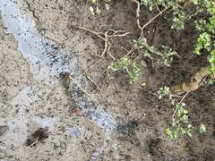 -北海金海湾红树林生态旅游区