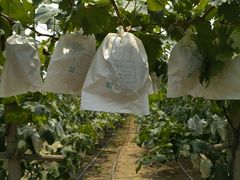 -马陆小张葡萄园农家乐